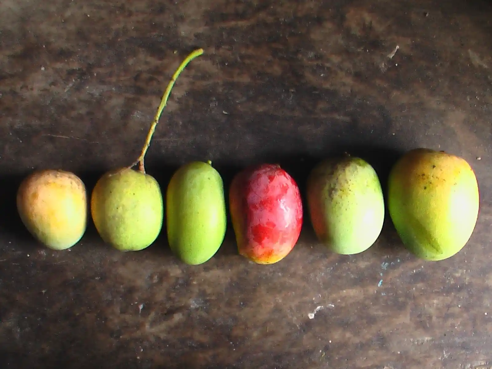 Langra Mango (લાંગડો કેરી)